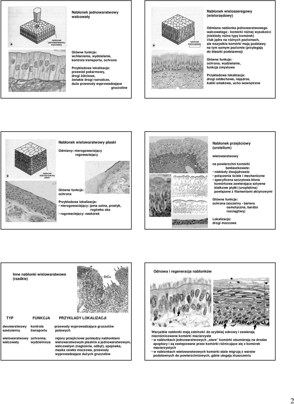 podstawy na tym samym poziomie (przylegają do blaszki podstawnej) ochrona, wydzielanie, funkcja zmysłowa drogi oddechowe, najądrze, kubki smakowe, ucho wewnętrzne Nabłonek wielowarstwowy płaski