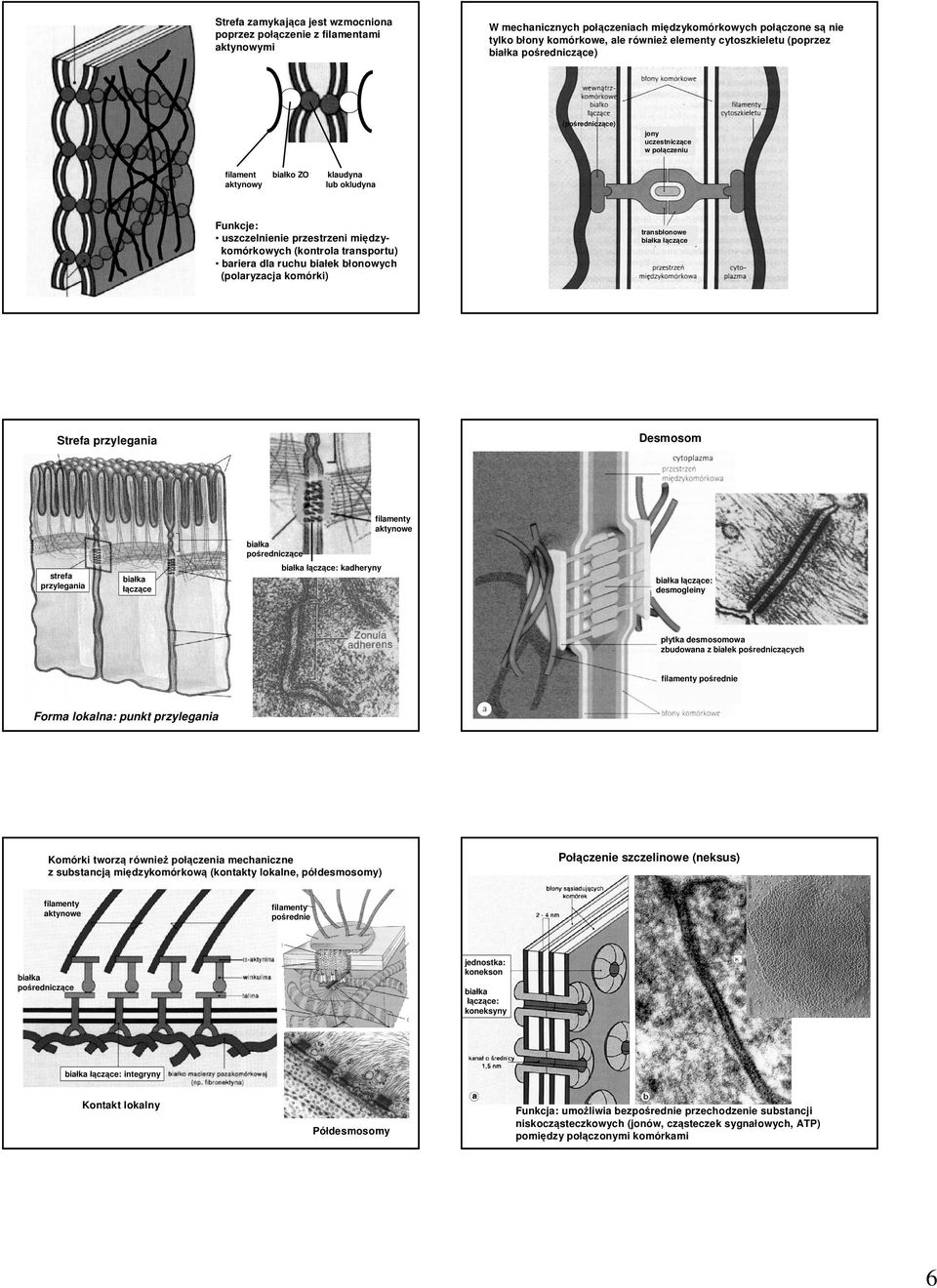 transportu) bariera dla ruchu białek błonowych (polaryzacja komórki) transbłonowe białka łączące Strefa przylegania Desmosom filamenty aktynowe białka pośredniczące strefa przylegania białka łączące