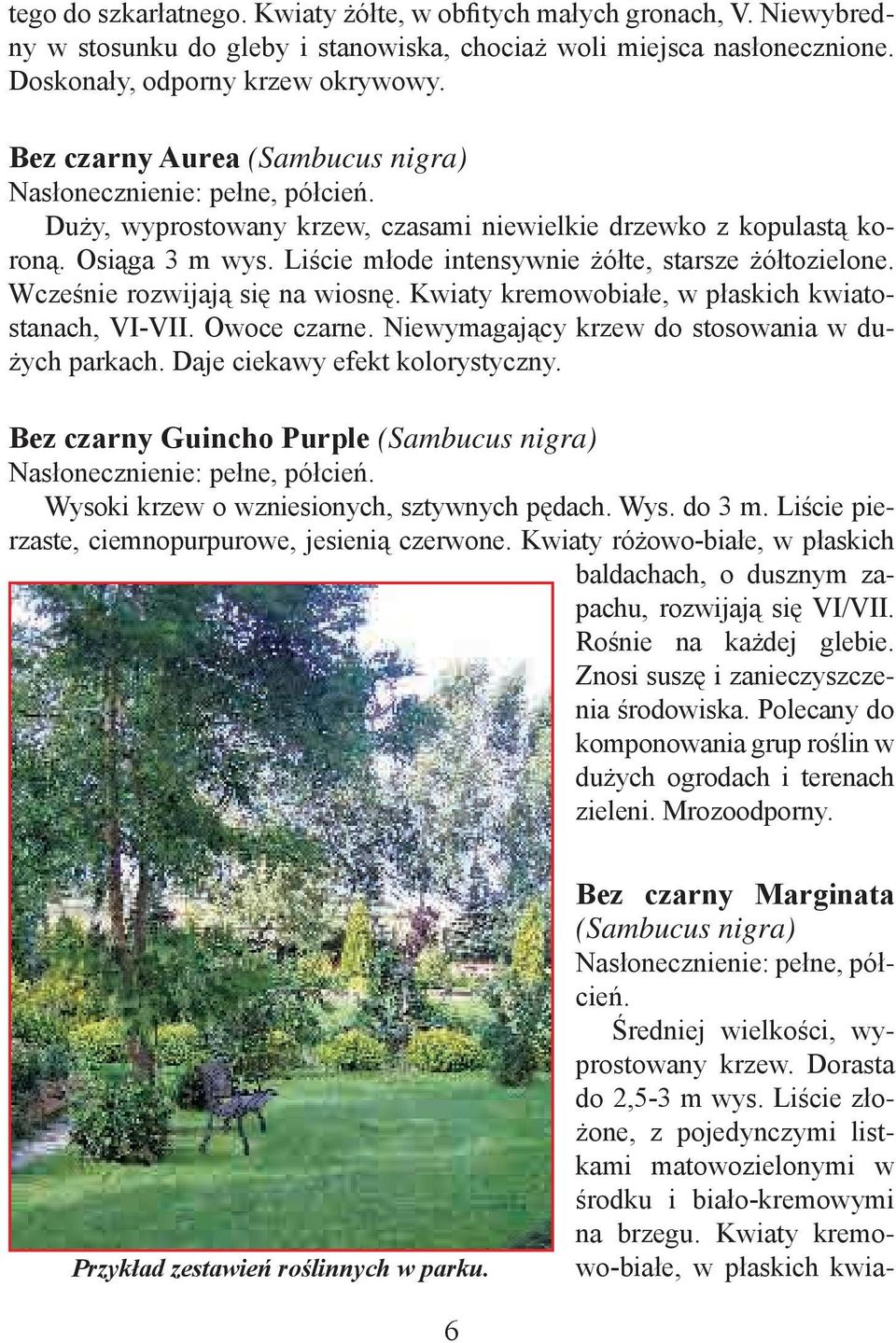 Wcześnie rozwijają się na wiosnę. Kwiaty kremowobiałe, w płaskich kwiatostanach, VI-VII. Owoce czarne. Niewymagający krzew do stosowania w dużych parkach. Daje ciekawy efekt kolorystyczny.