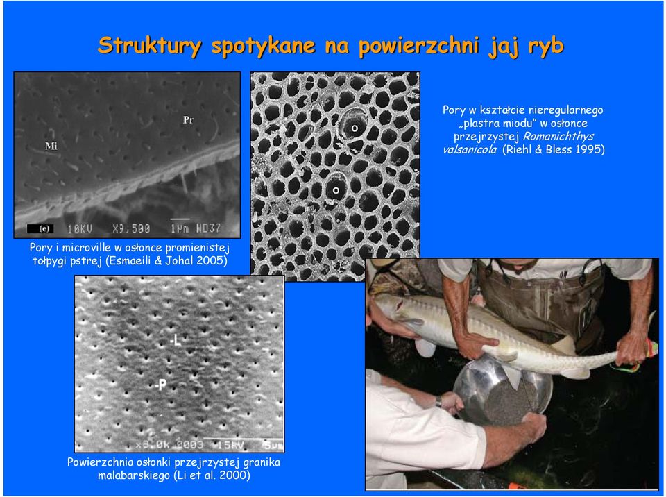 1995) Pory i microville w osłonce promienistej tołpygi pstrej (Esmaeili &
