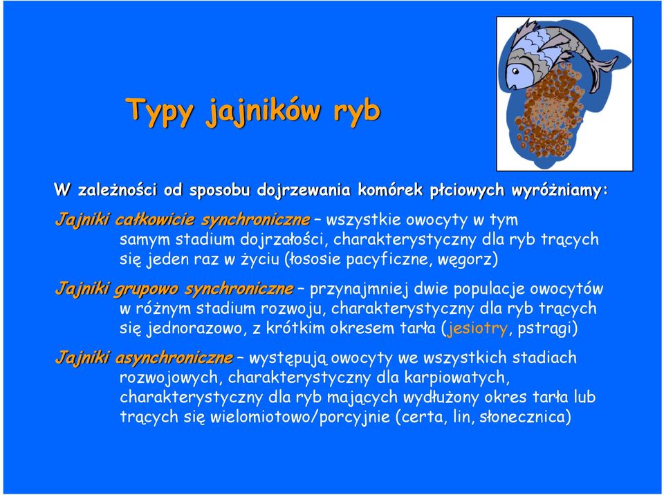 rozwoju, charakterystyczny dla ryb trących się jednorazowo, z krótkim okresem tarła (jesiotry, pstrągi) Jajniki asynchroniczne występują owocyty we wszystkich stadiach