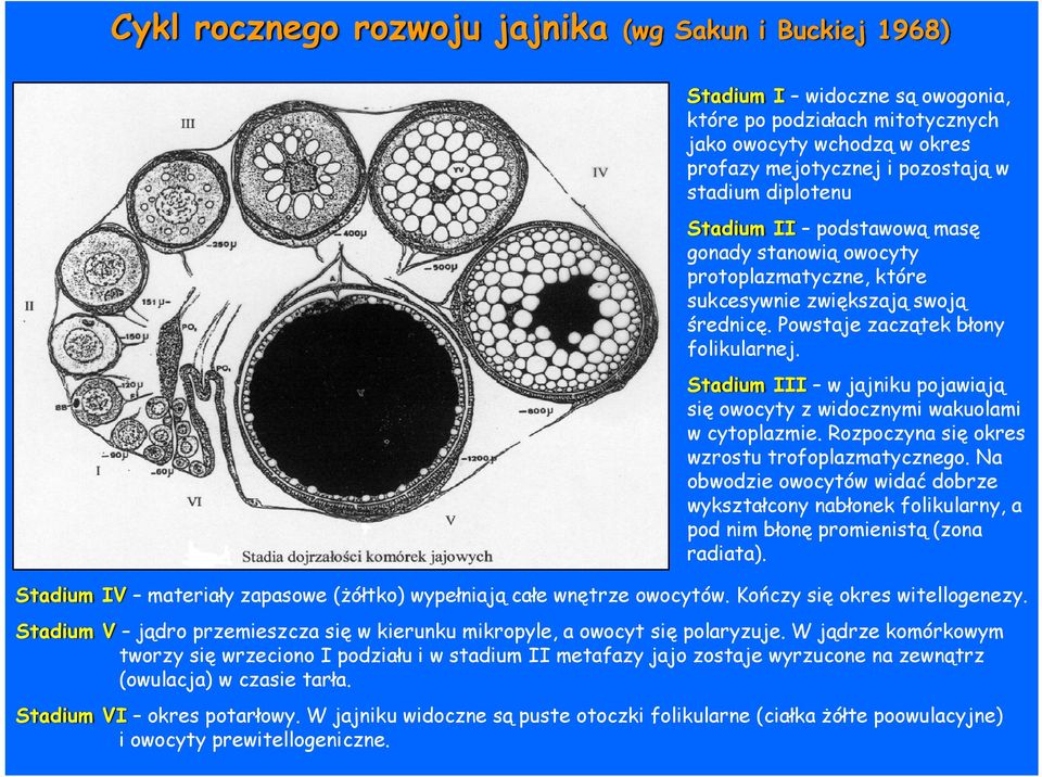 Stadium III w jajniku pojawiają się owocyty z widocznymi wakuolami w cytoplazmie. Rozpoczyna się okres wzrostu trofoplazmatycznego.