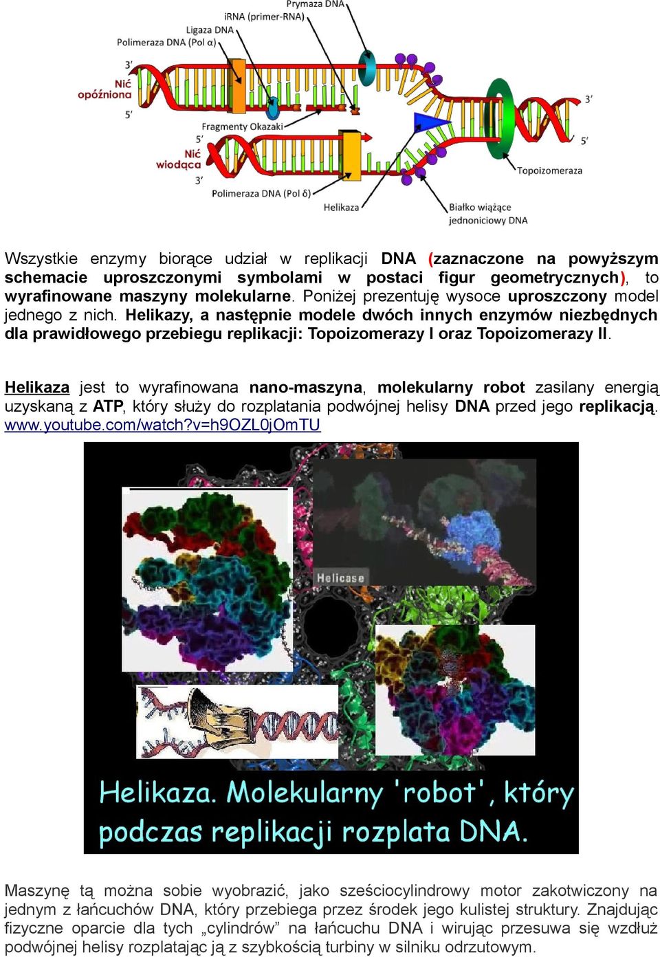 Helikaza jest to wyrafinowana nano-maszyna, molekularny robot zasilany energią uzyskaną z ATP, który służy do rozplatania podwójnej helisy DNA przed jego replikacją. www.youtube.com/watch?