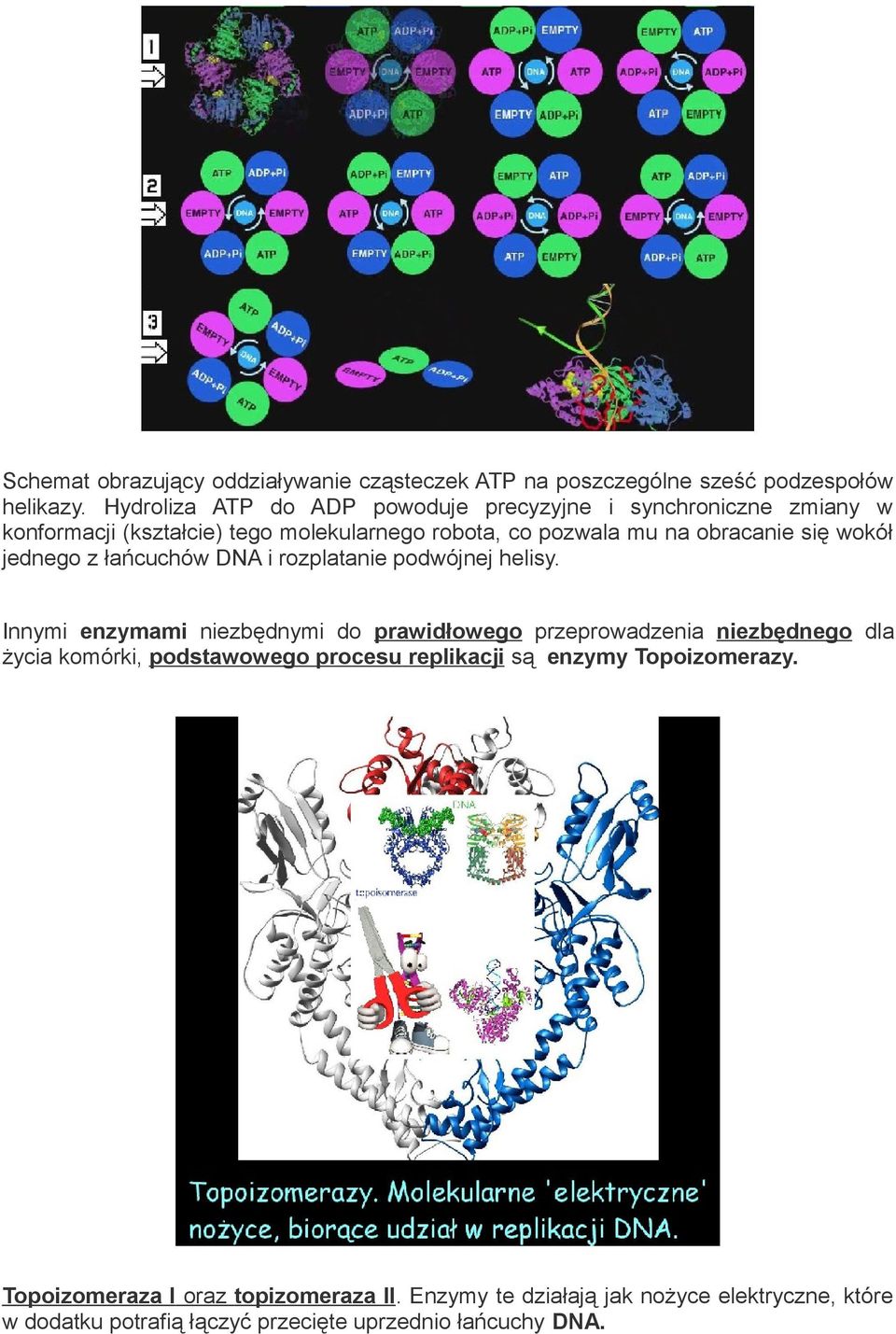 wokół jednego z łańcuchów DNA i rozplatanie podwójnej helisy.