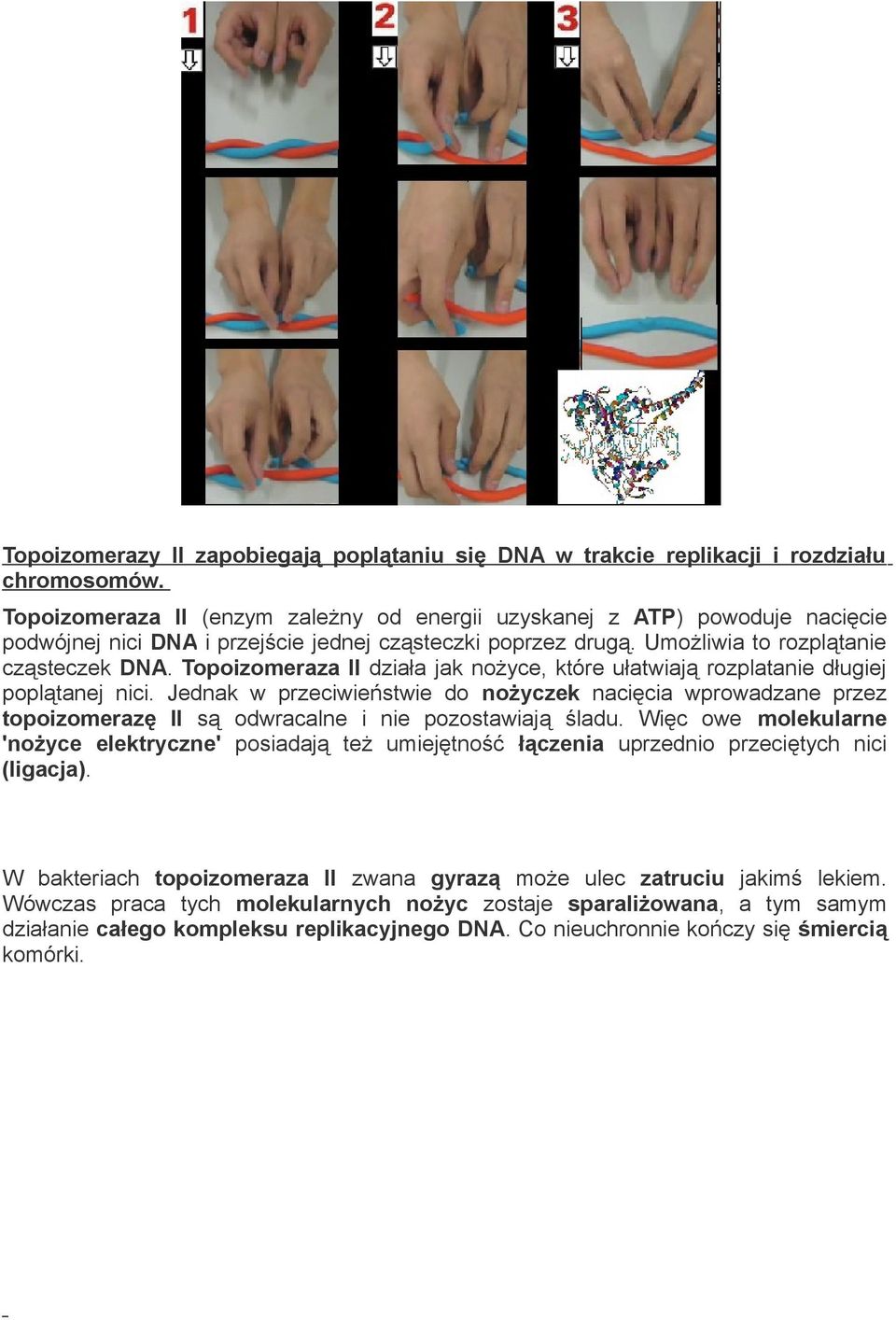 Topoizomeraza II działa jak nożyce, które ułatwiają rozplatanie długiej poplątanej nici.