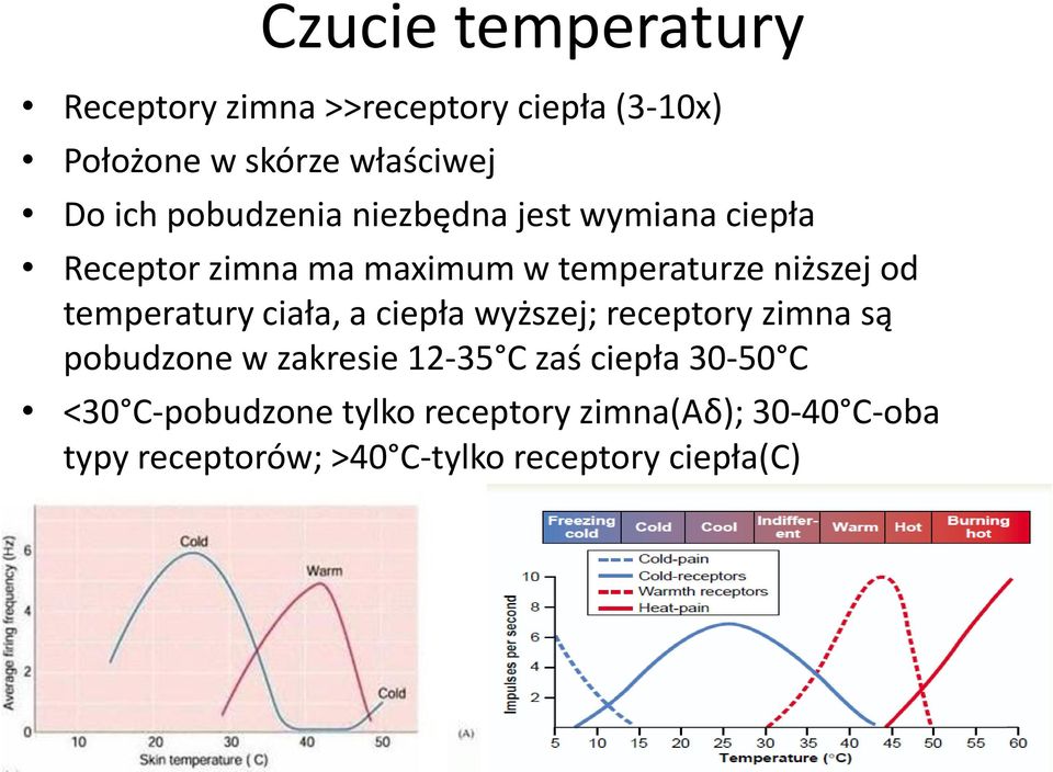 temperatury ciała, a ciepła wyższej; receptory zimna są pobudzone w zakresie 12-35 C zaś ciepła