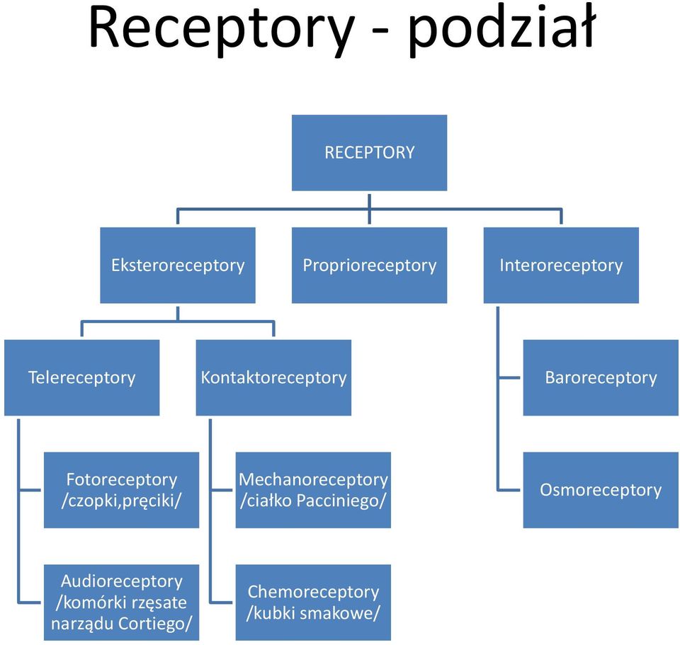 Fotoreceptory /czopki,pręciki/ Mechanoreceptory /ciałko Pacciniego/