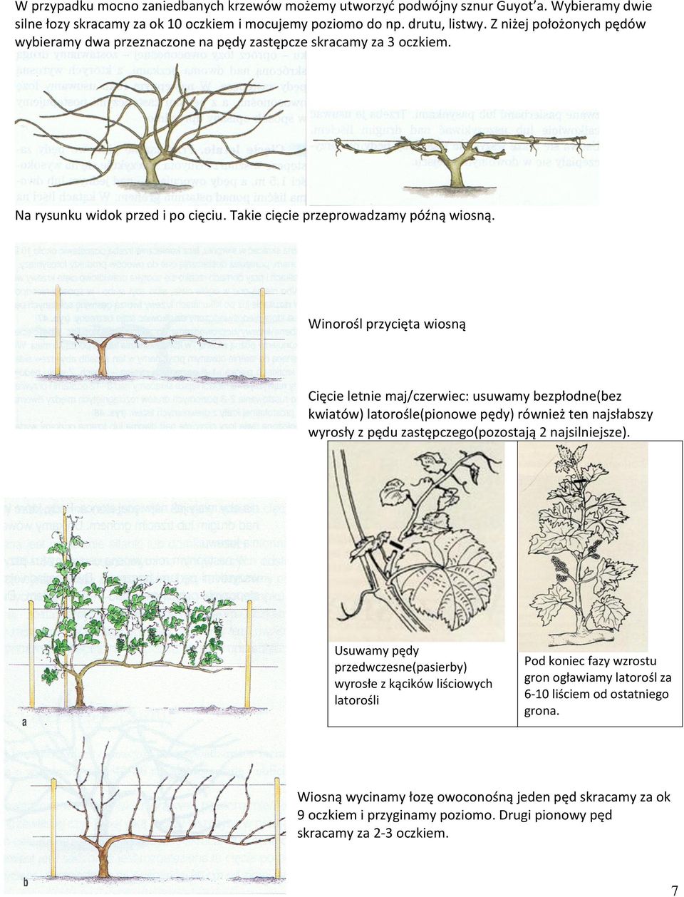 Winorośl przycięta wiosną Cięcie letnie maj/czerwiec: usuwamy bezpłodne(bez kwiatów) latorośle(pionowe pędy) również ten najsłabszy wyrosły z pędu zastępczego(pozostają 2 najsilniejsze).