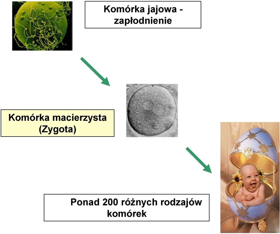 macierzysta (Zygota)