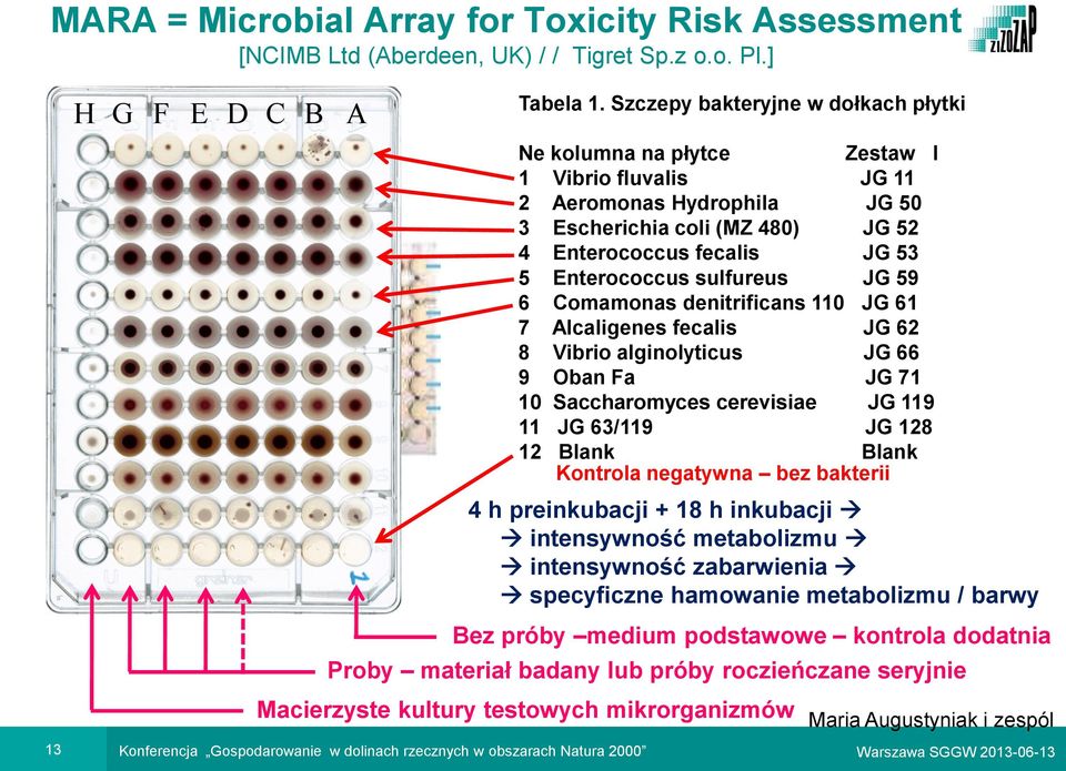 sulfureus JG 59 6 Comamonas denitrificans 110 JG 61 7 Alcaligenes fecalis JG 62 8 Vibrio alginolyticus JG 66 9 Oban Fa JG 71 10 Saccharomyces cerevisiae JG 119 11 JG 63/119 JG 128 12 Blank Blank