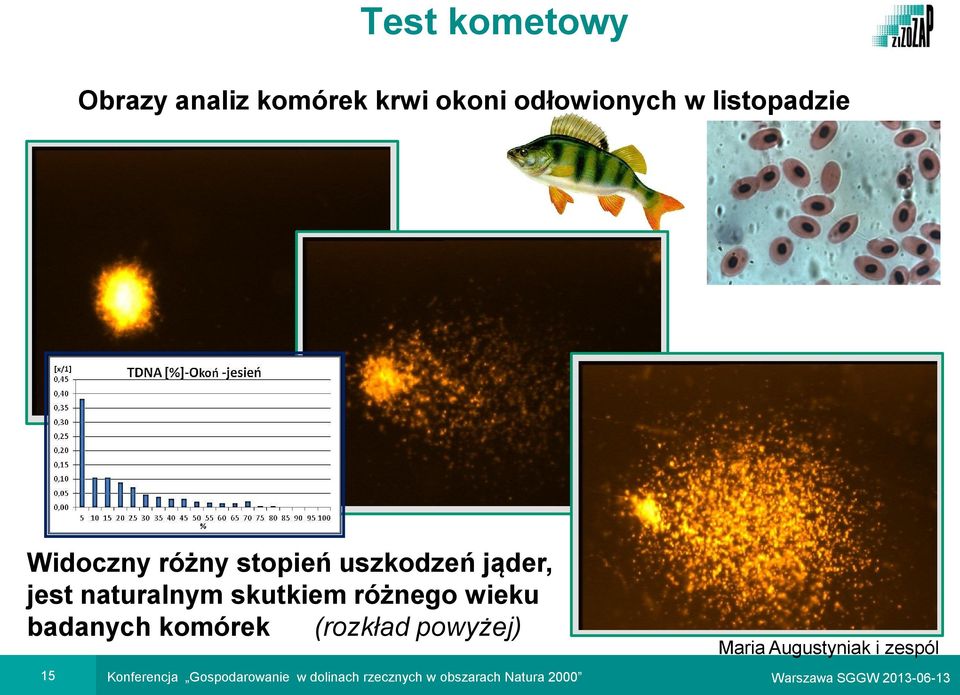 badanych komórek (rozkład powyżej) Maria Augustyniak i zespól 15 Konferencja