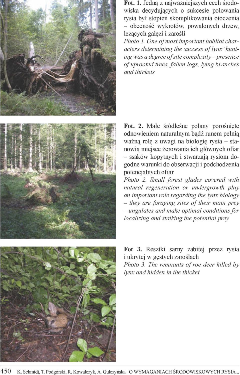 1. One of most important habitat characters determining the success of lynx hunting was a degree of site complexity presence of uprooted trees, fallen logs, lying branches and thickets Fot. 2.