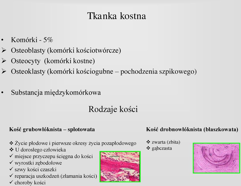 płodowe i pierwsze okresy życia pozapłodowego U dorosłego człowieka miejsce przyczepu ścięgna do kości wyrostki