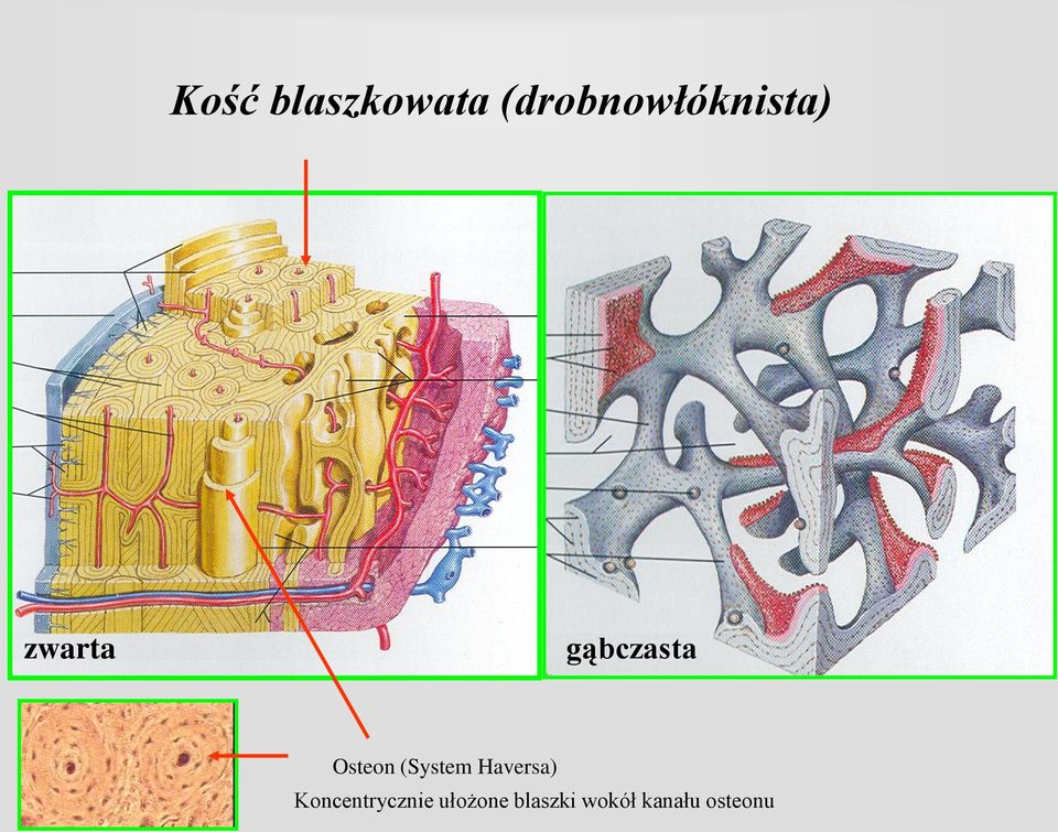 gąbczasta Osteon (System