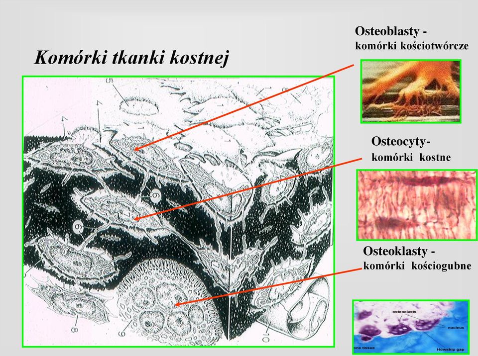 kościotwórcze