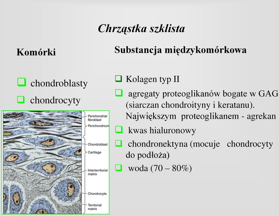 (siarczan chondroityny i keratanu).