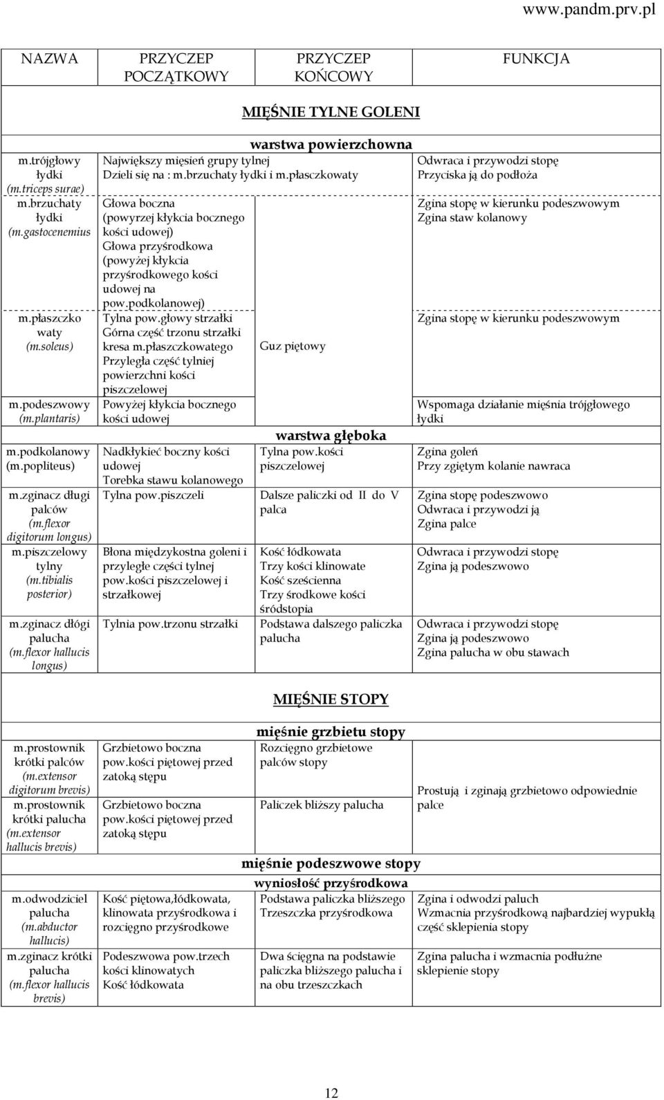 flexor hallucis longus) warstwa powierzchowna Największy mięsień grupy tylnej Dzieli się na : m.brzuchaty łydki i m.