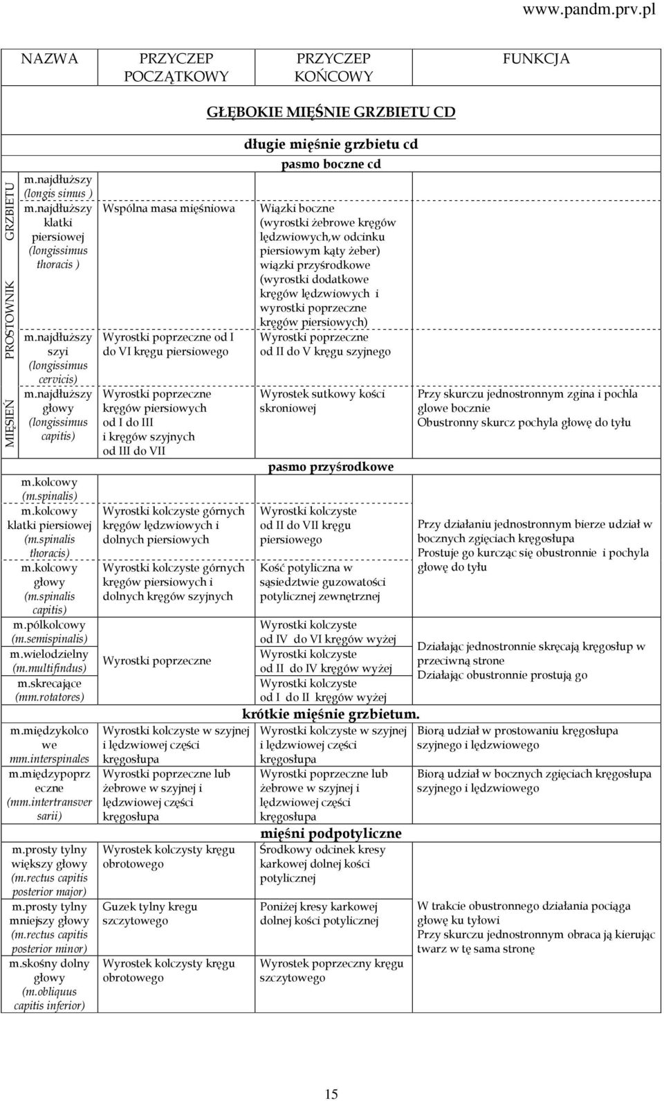 międzykolco we mm.interspinales m.międzypoprz eczne (mm.intertransver sarii) m.prosty tylny większy głowy (m.rectus capitis posterior major) m.prosty tylny mniejszy głowy (m.