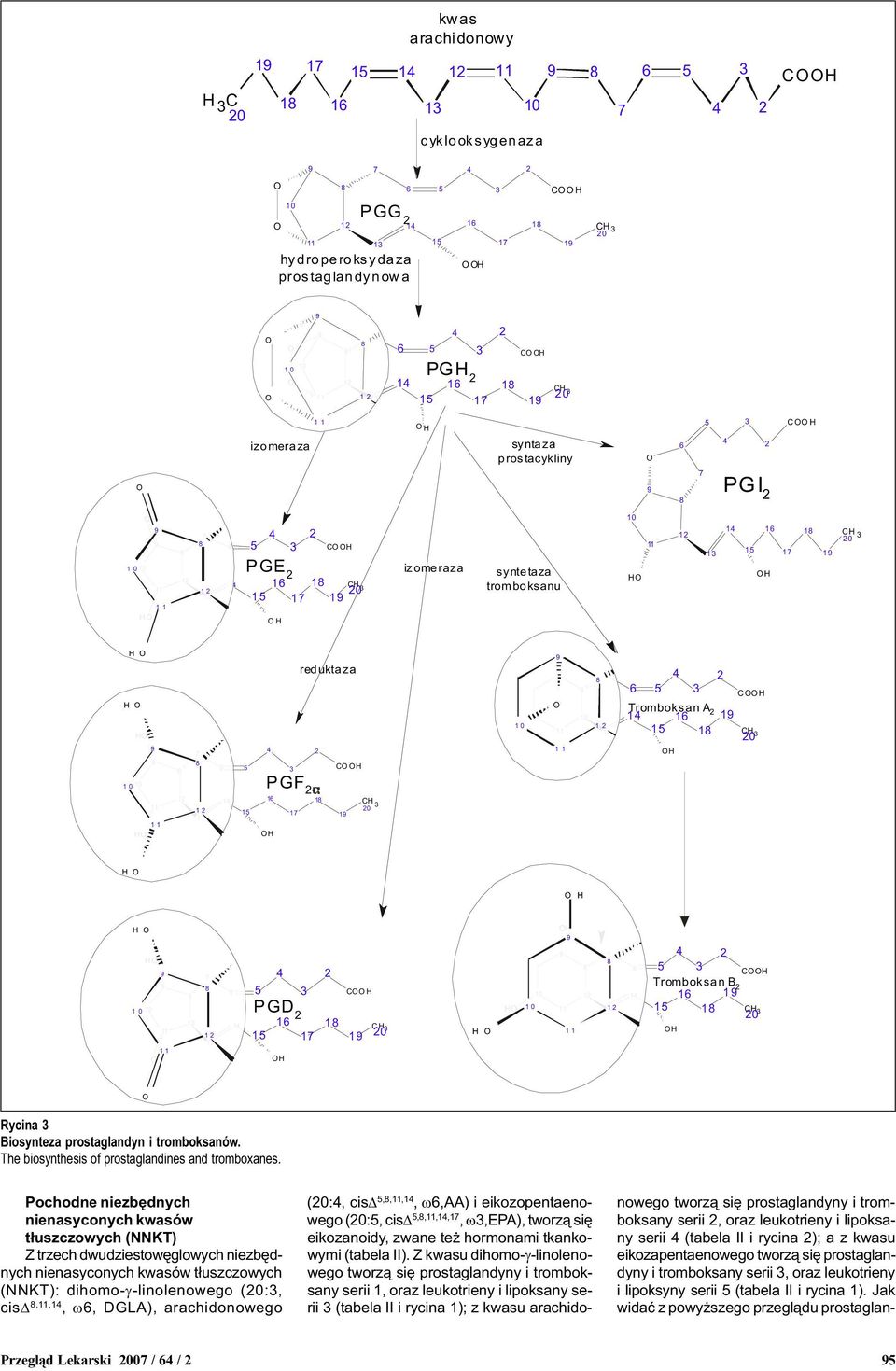 prostaglandyn i tromboksanów. The biosynthesis of prostaglandines and tromboxanes.