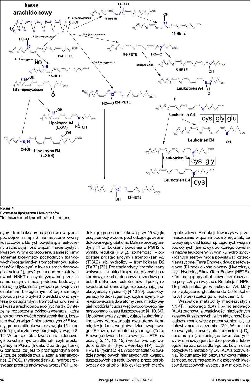 s¹ syntetyzowane przez te same enzymy i maj¹ podobn¹ budowê, a ró ni¹ siê tylko iloœci¹ wi¹zañ podwójnych i dzia³aniem biologicznym.