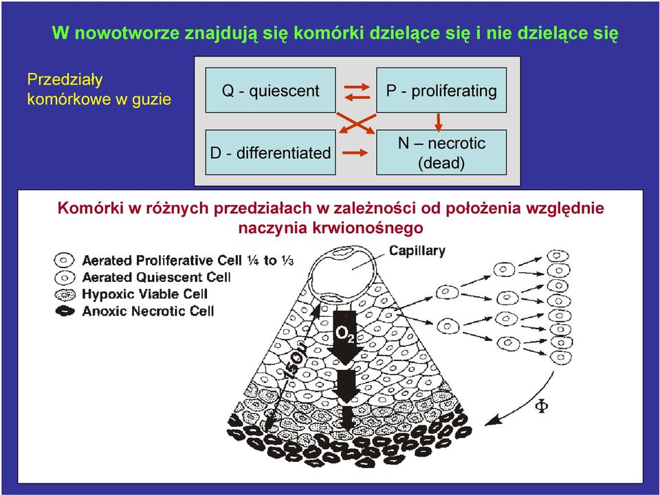 proliferating D - differentiated N necrotic (dead) Komórki w