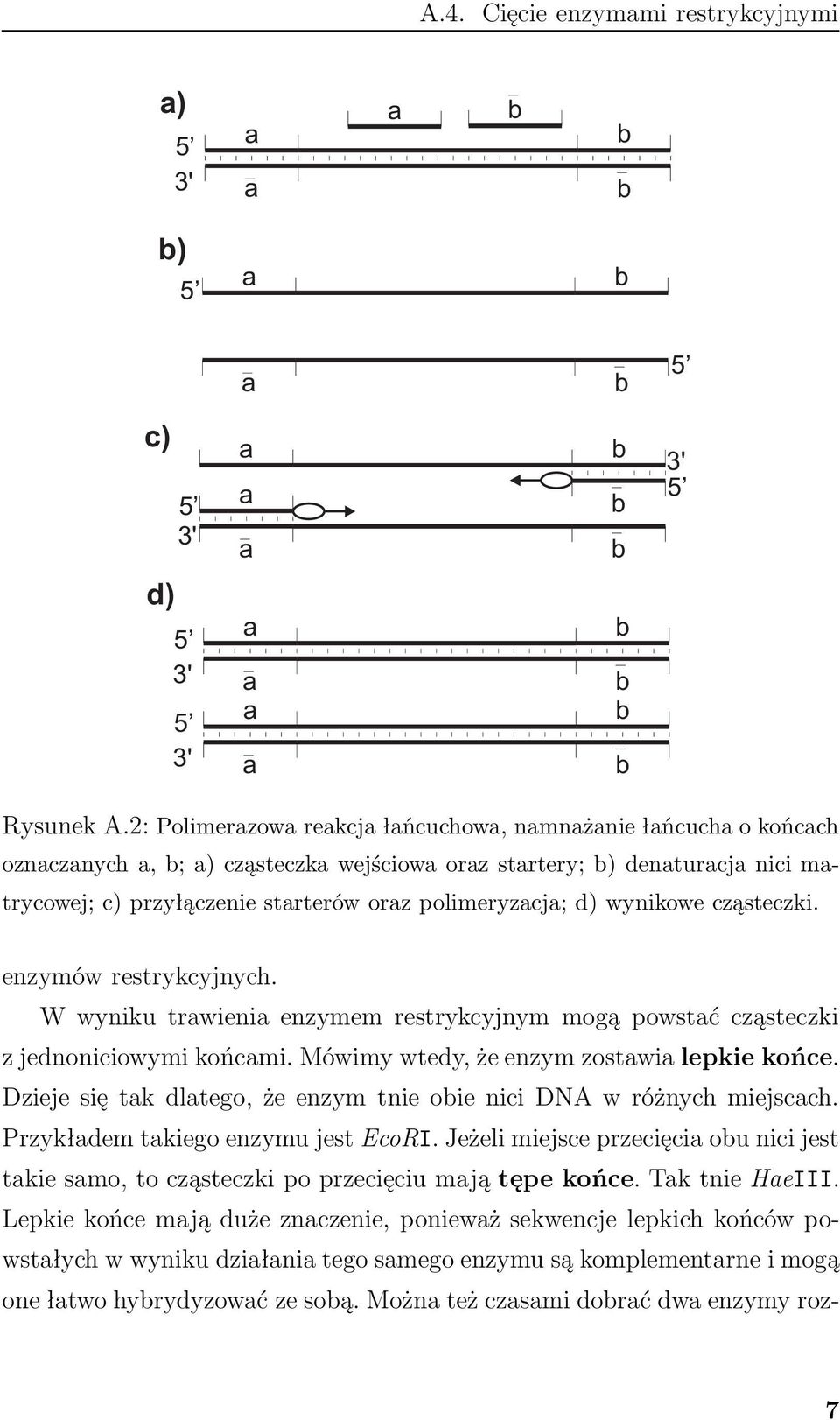 enzymów restrykcyjnych. W wyniku trwieni enzymem restrykcyjnym mogą powstć cząsteczki z jednoniciowymi końcmi. Mówimy wtedy, że enzym zostwi lepkie końce.