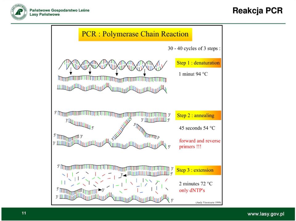 PCR