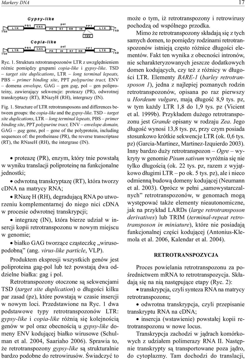 odwrotnej transkryptazy (RT), RNazyH (RH), intergrazy (IN). Fig. 1. Structure of LTR retrotransposons and differences between groups: the copia-like and the gypsy-like.