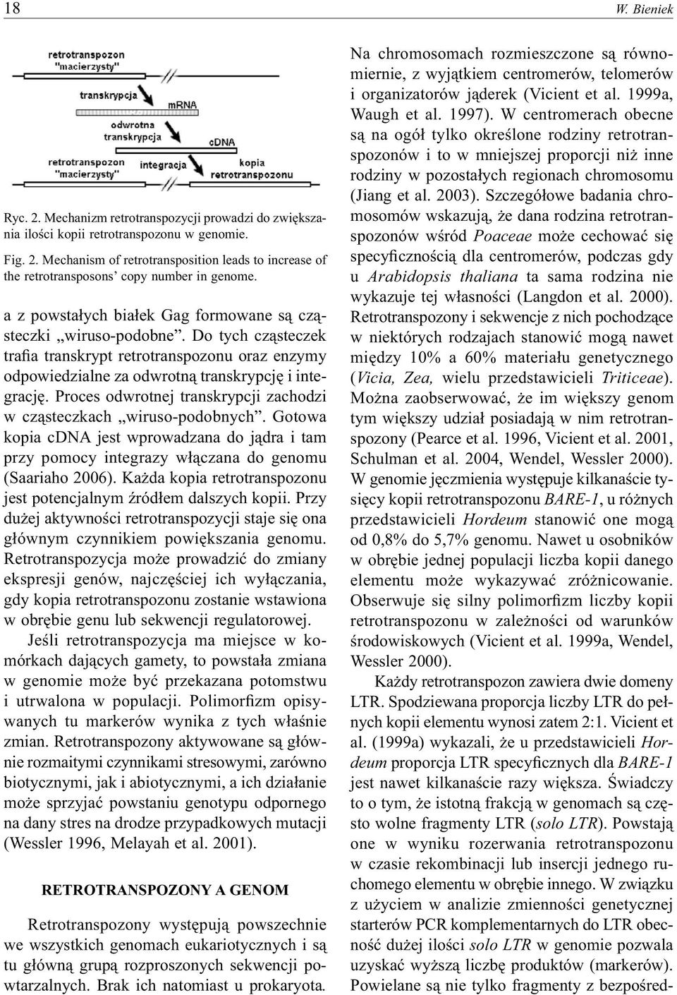 Proces odwrotnej transkrypcji zachodzi w cząsteczkach wiruso-podobnych. Gotowa kopia cdna jest wprowadzana do jądra i tam przy pomocy integrazy włączana do genomu (Saariaho 2006).