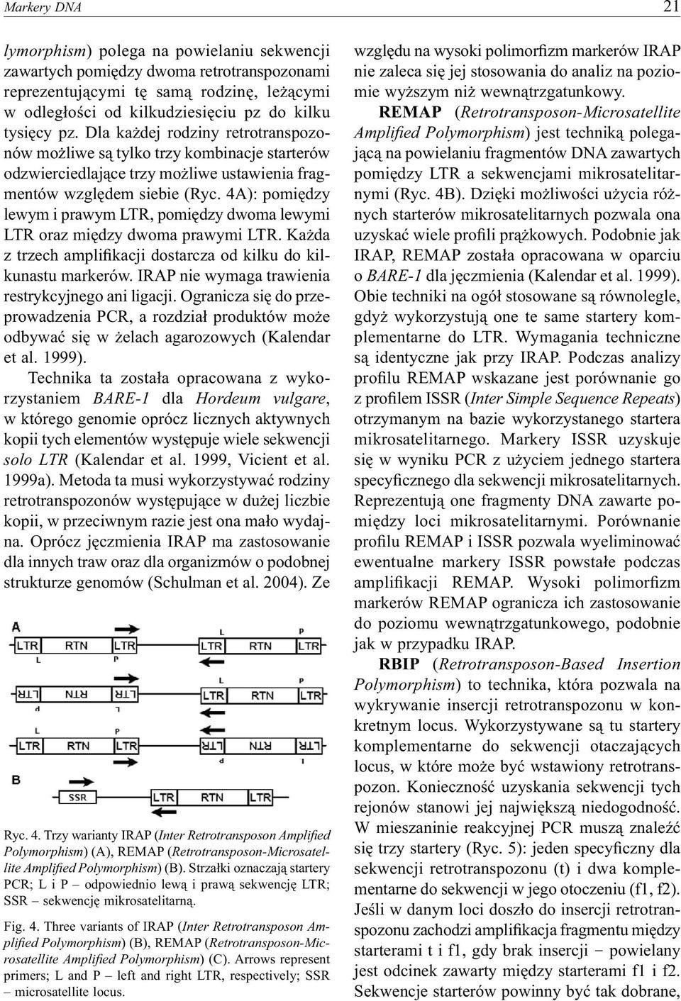 4A): pomiędzy lewym i prawym LTR, pomiędzy dwoma lewymi LTR oraz między dwoma prawymi LTR. Każda z trzech amplifikacji dostarcza od kilku do kilkunastu markerów.