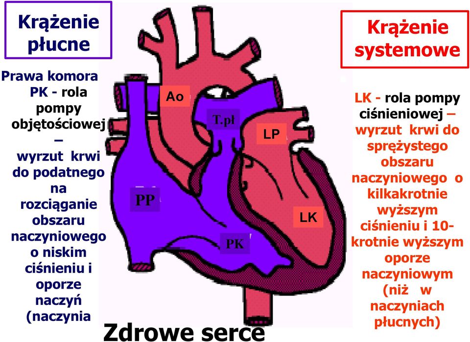 pł PK Zdrowe serce LP LK Krążenie systemowe Lewa komora LK - rola pompy ciśnieniowej wyrzut krwi do