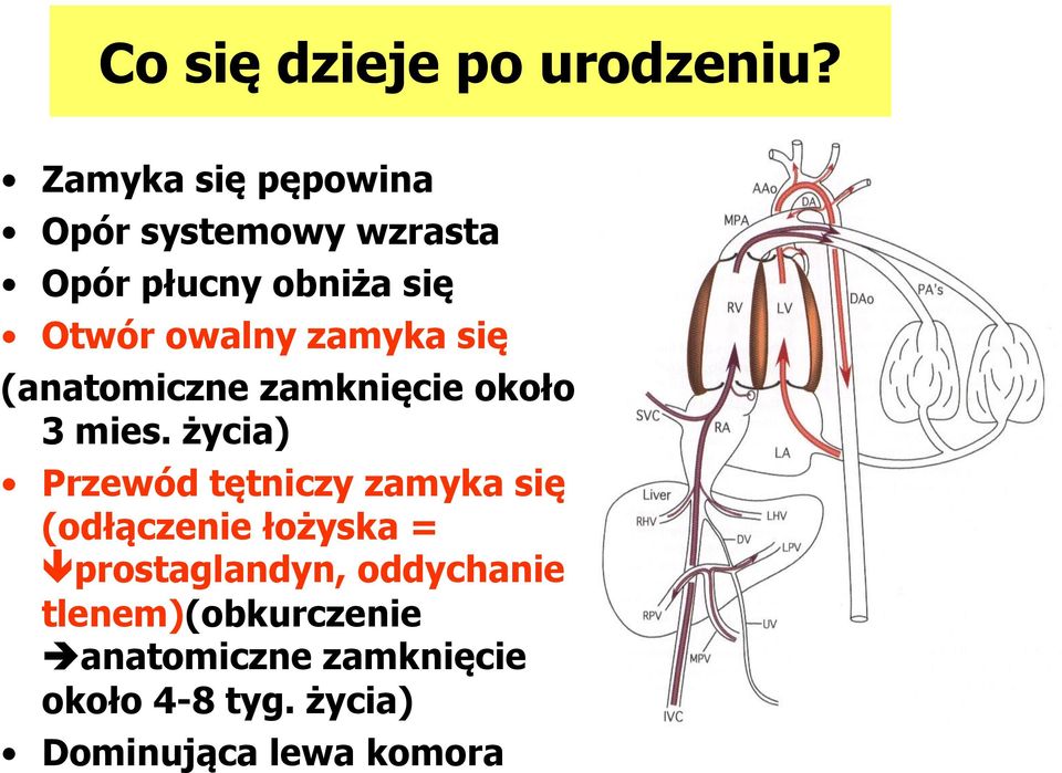 zamyka się (anatomiczne zamknięcie około 3 mies.