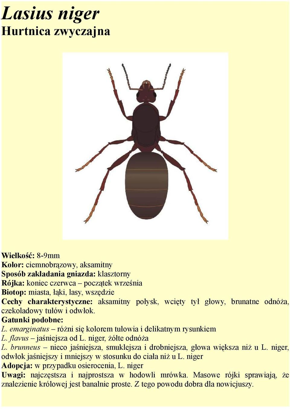 flavus jaśniejsza od L. niger, żółte odnóża L. brunneus nieco jaśniejsza, smuklejsza i drobniejsza, głowa większa niż u L. niger, odwłok jaśniejszy i mniejszy w stosunku do ciała niż u L.