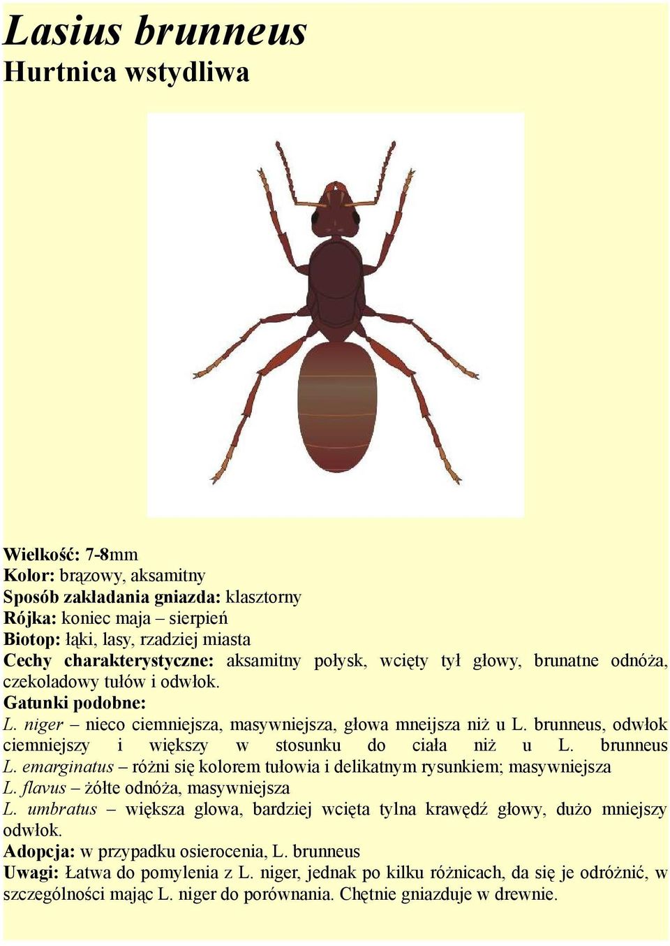 brunneus, odwłok ciemniejszy i większy w stosunku do ciała niż u L. brunneus L. emarginatus różni się kolorem tułowia i delikatnym rysunkiem; masywniejsza L. flavus żółte odnóża, masywniejsza L.