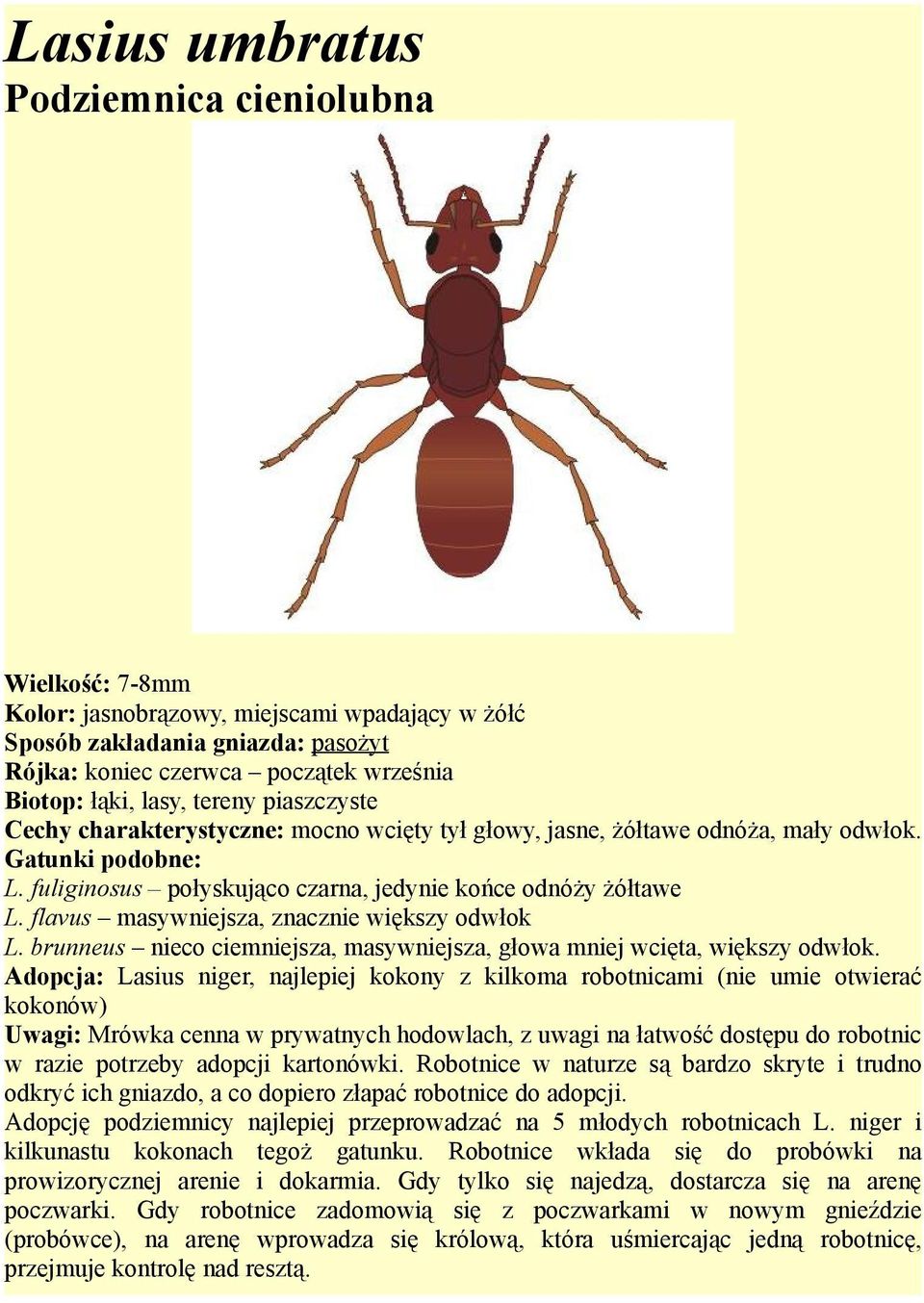 flavus masywniejsza, znacznie większy odwłok L. brunneus nieco ciemniejsza, masywniejsza, głowa mniej wcięta, większy odwłok.