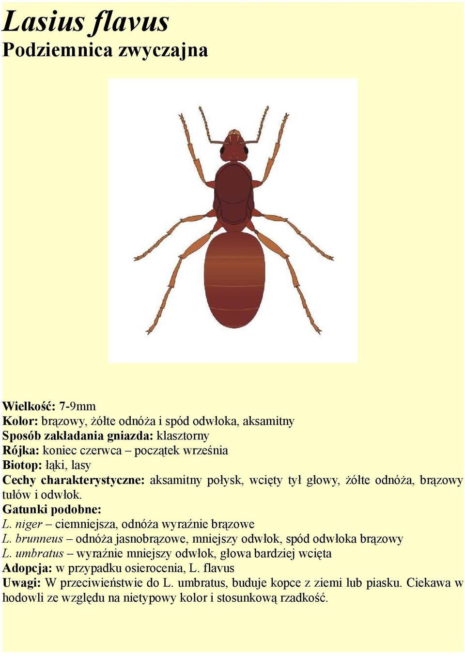 niger ciemniejsza, odnóża wyraźnie brązowe L. brunneus odnóża jasnobrązowe, mniejszy odwłok, spód odwłoka brązowy L.