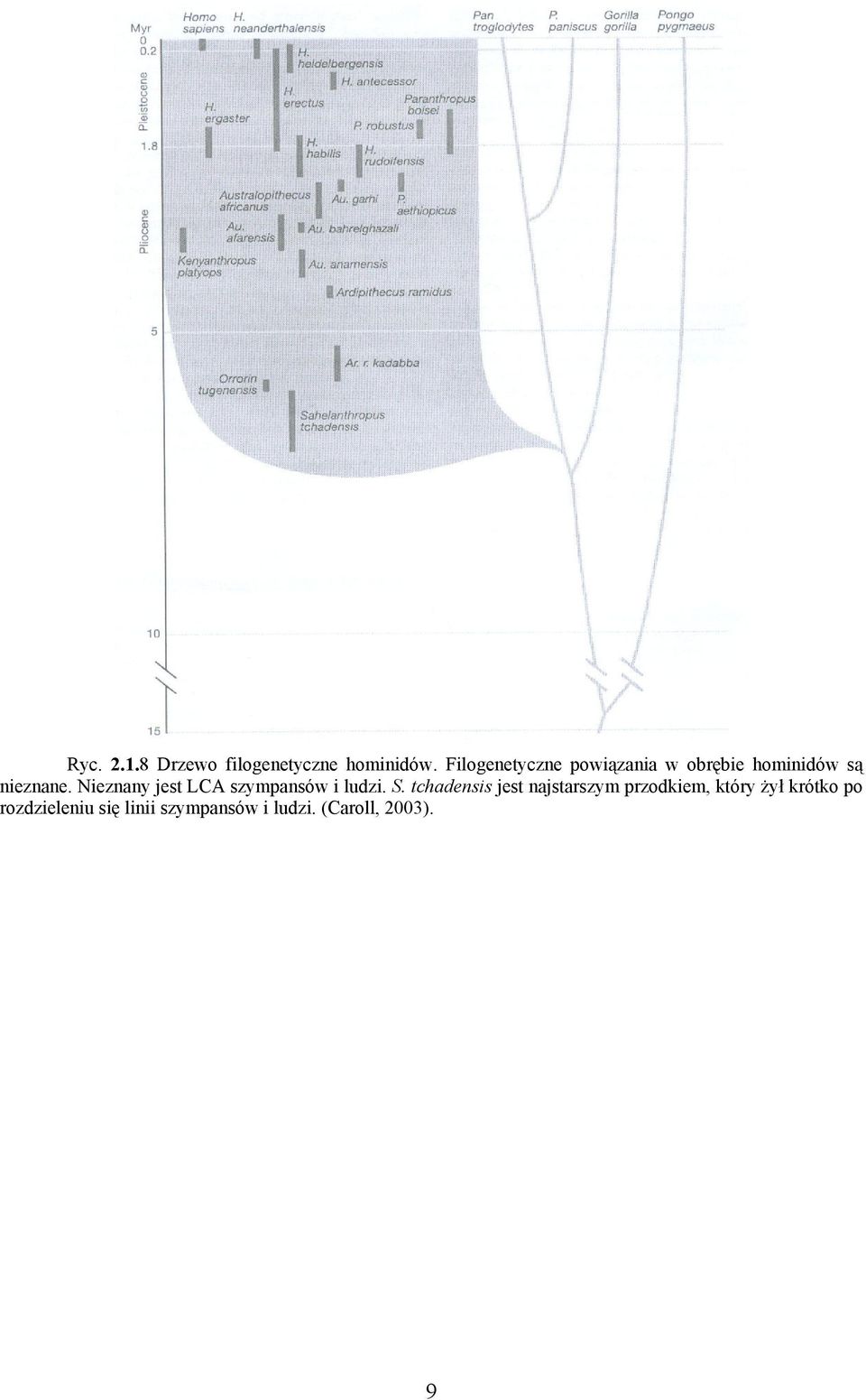 Nieznany jest LCA szympansów i ludzi. S.