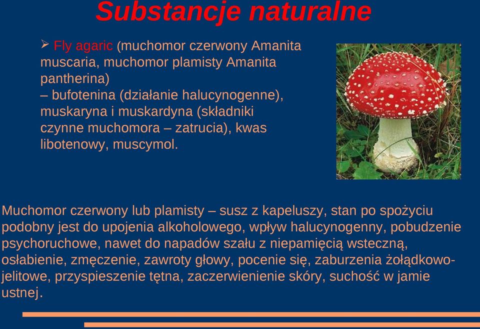 Muchomor czerwony lub plamisty susz z kapeluszy, stan po spożyciu podobny jest do upojenia alkoholowego, wpływ halucynogenny, pobudzenie