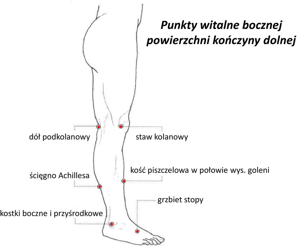 Achillesa kośd piszczelowa w połowie wys.