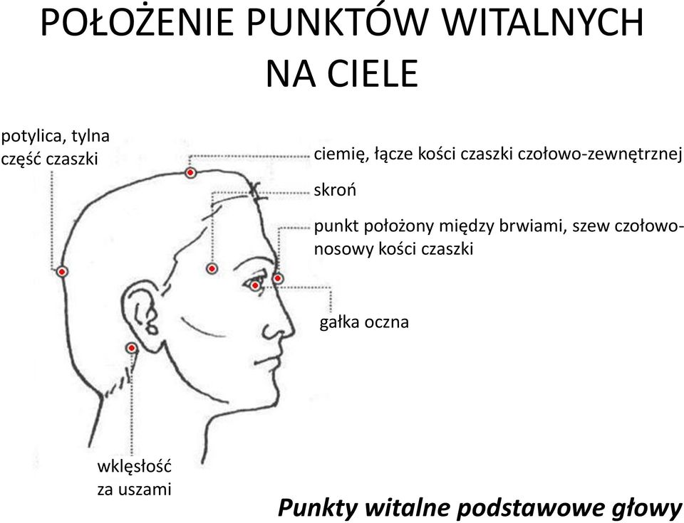 punkt położony między brwiami, szew czołowonosowy kości