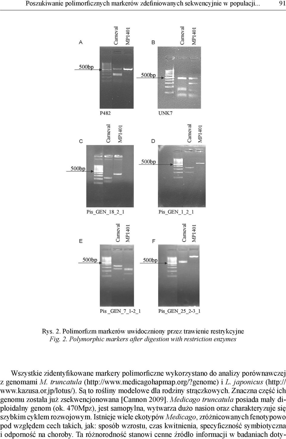 Polymorphic markers after digestion with restriction enzymes Wszystkie zidentyfikowane markery polimorficzne wykorzystano do analizy porównawczej z genomami M. truncatula (http://www.medicagohapmap.