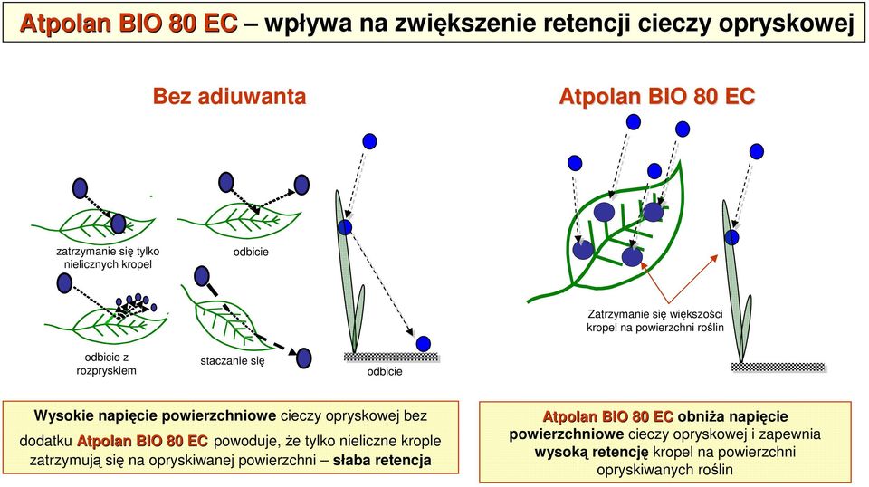 powierzchniowe cieczy opryskowej bez dodatku powoduje, Ŝe tylko nieliczne krople zatrzymują się na opryskiwanej