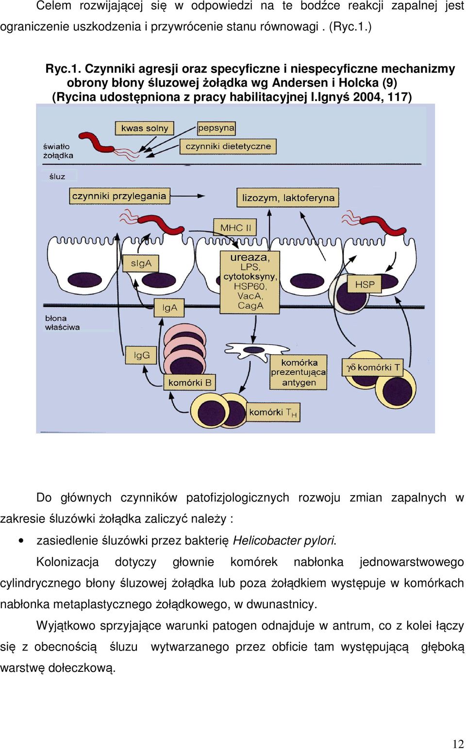 Ignyś 2004, 117) Do głównych czynników patofizjologicznych rozwoju zmian zapalnych w zakresie śluzówki żołądka zaliczyć należy : zasiedlenie śluzówki przez bakterię Helicobacter pylori.