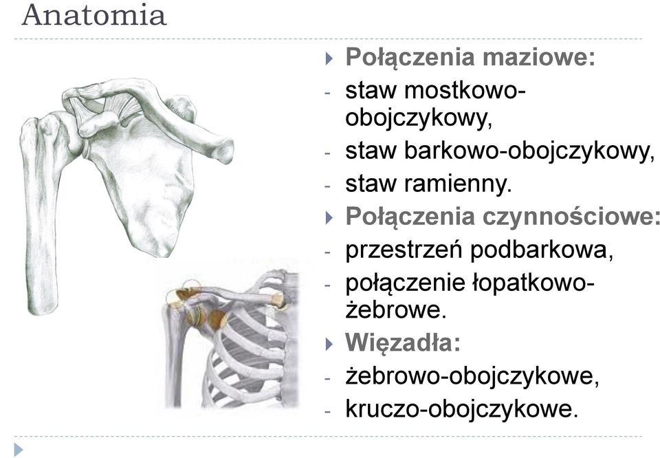 Połączenia czynnościowe: - przestrzeń podbarkowa, -