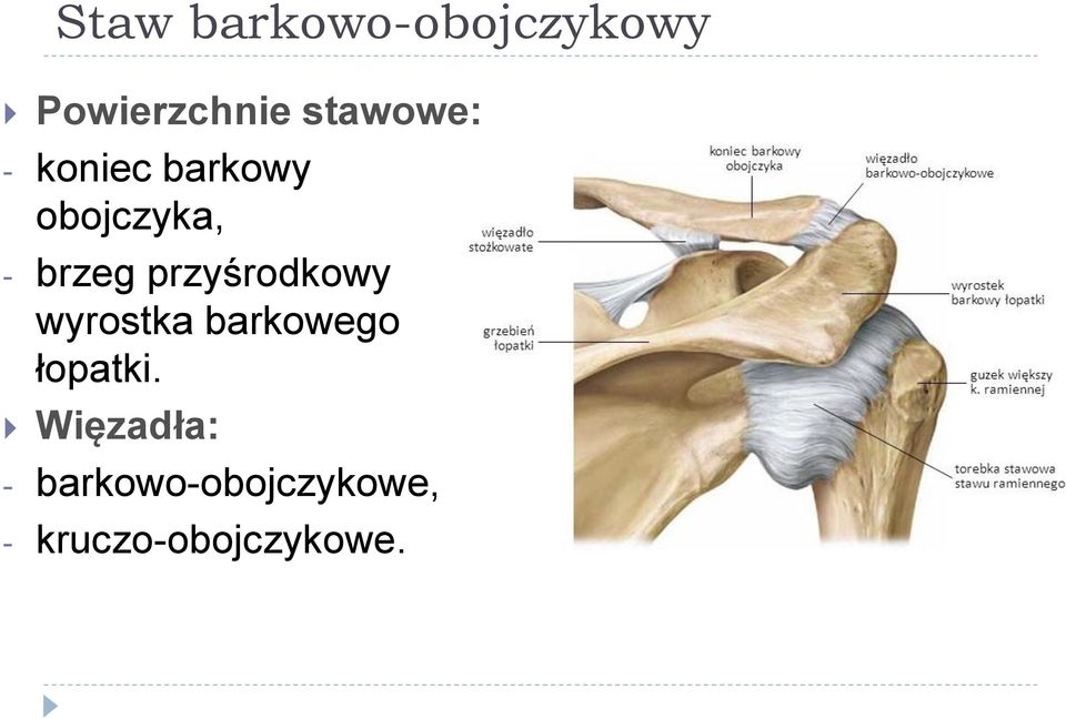 przyśrodkowy wyrostka barkowego łopatki.