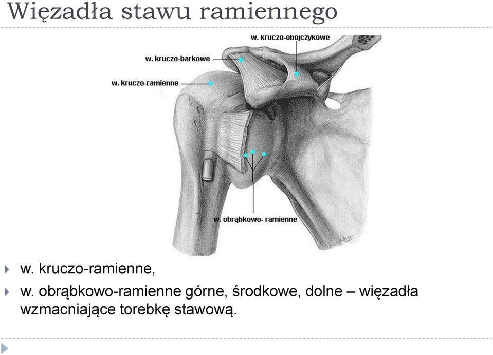 obrąbkowo-ramienne górne,