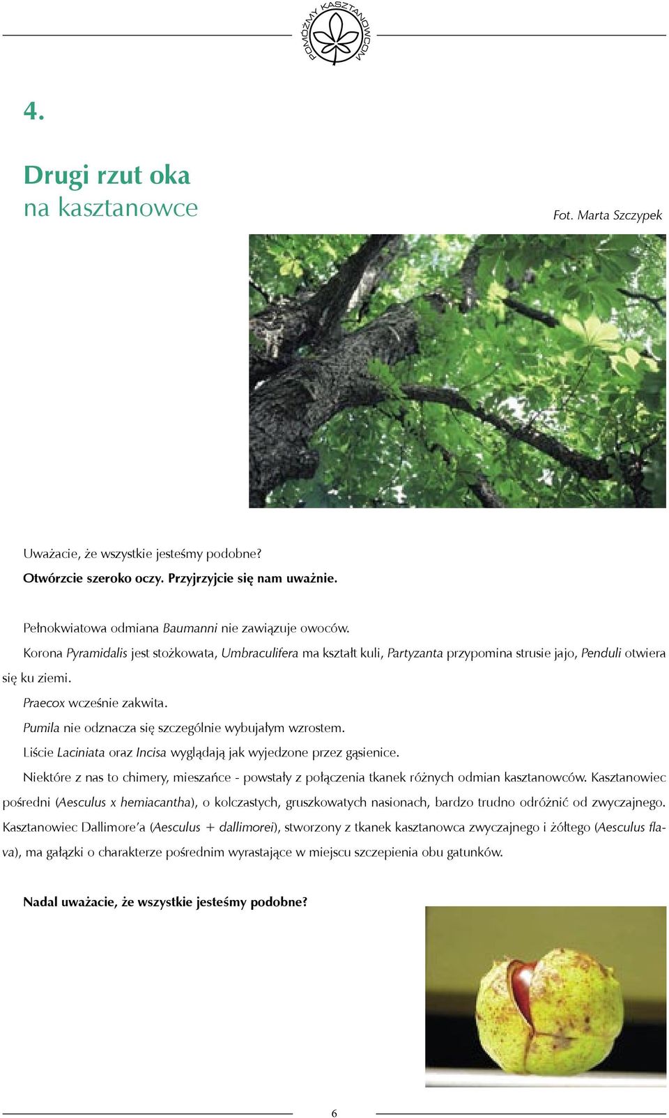 Pumila nie odznacza się szczególnie wybujałym wzrostem. Liście Laciniata oraz Incisa wyglądają jak wyjedzone przez gąsienice.