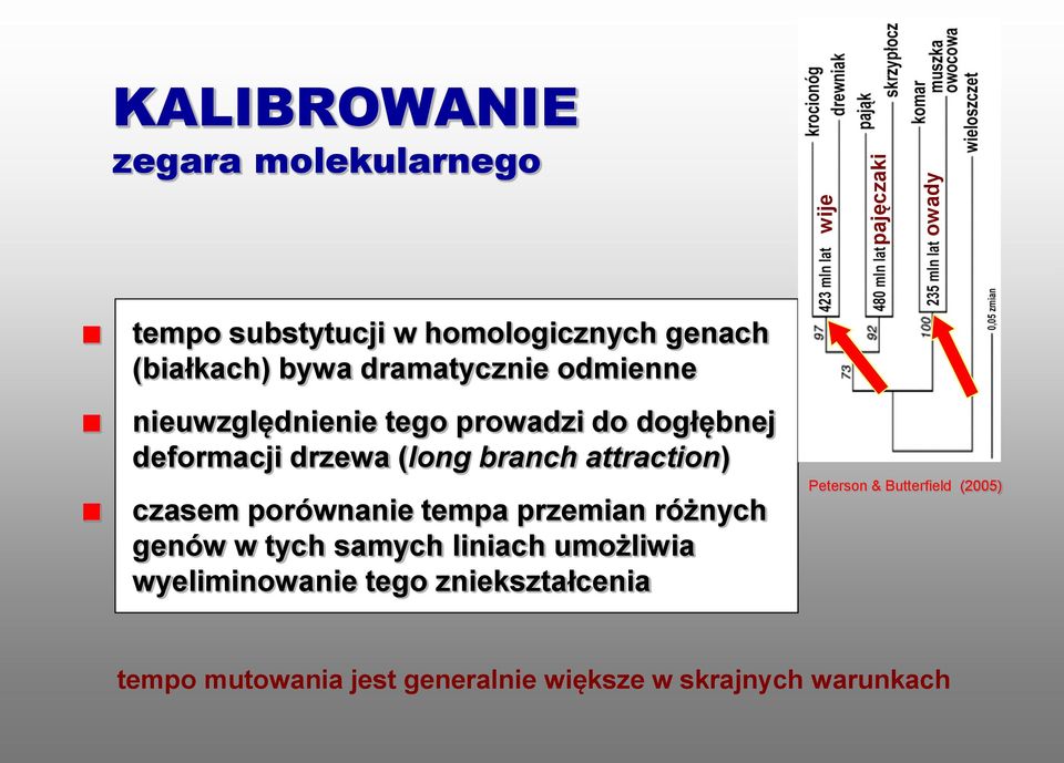 branch attraction) czasem porównanie tempa przemian różnych genów w tych samych liniach umożliwia