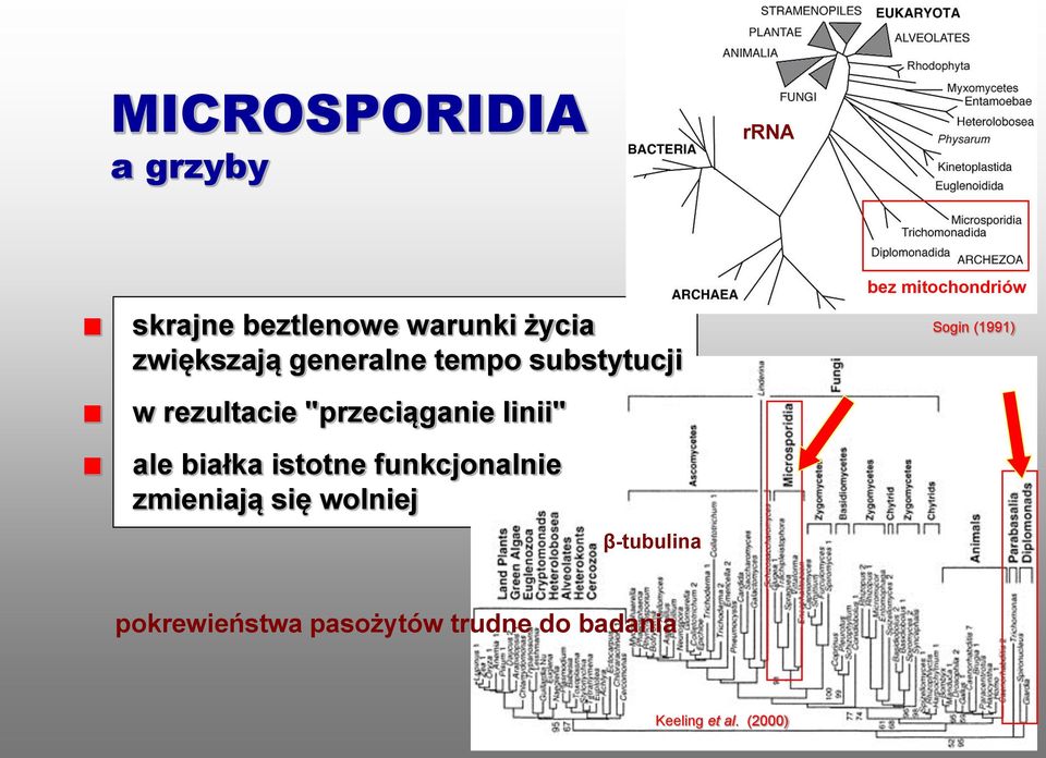 istotne funkcjonalnie zmieniają się wolniej β-tubulina bez mitochondriów