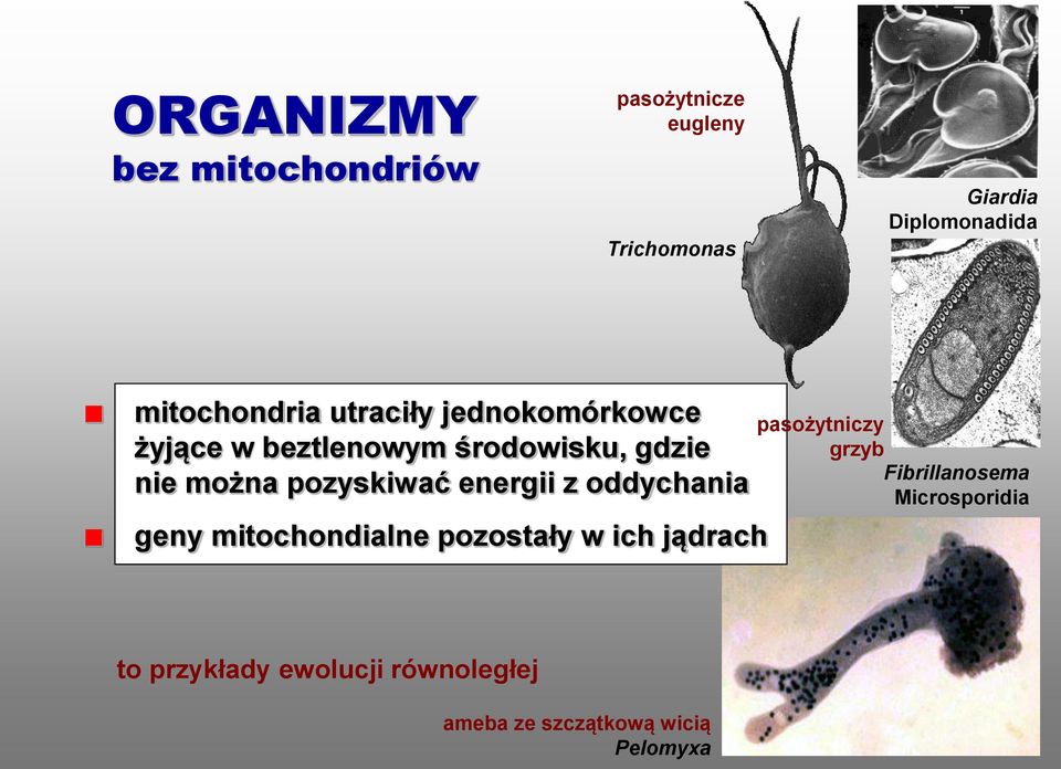 pozyskiwać energii z oddychania geny mitochondialne pozostały w ich jądrach pasożytniczy